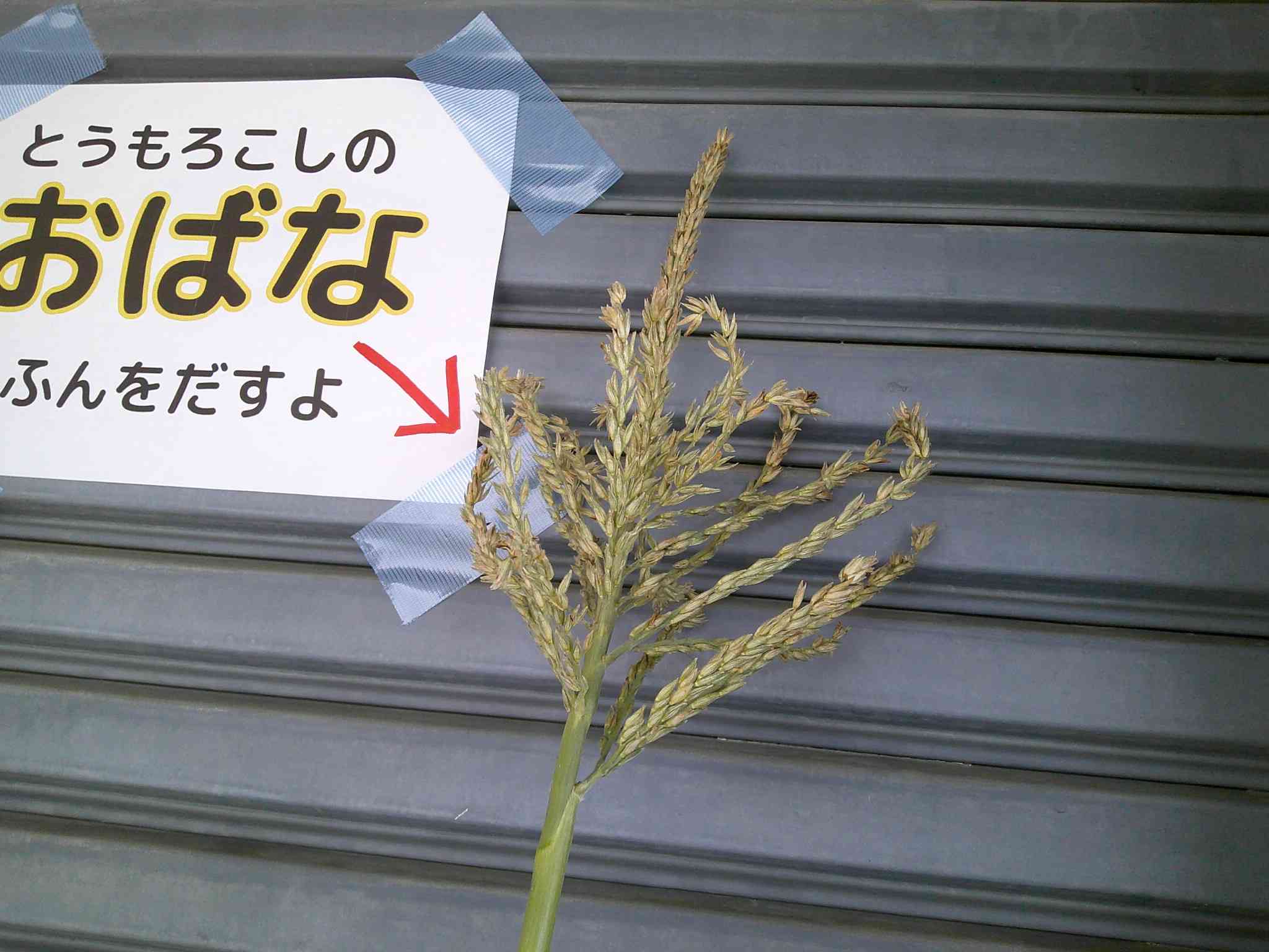DSCF0019