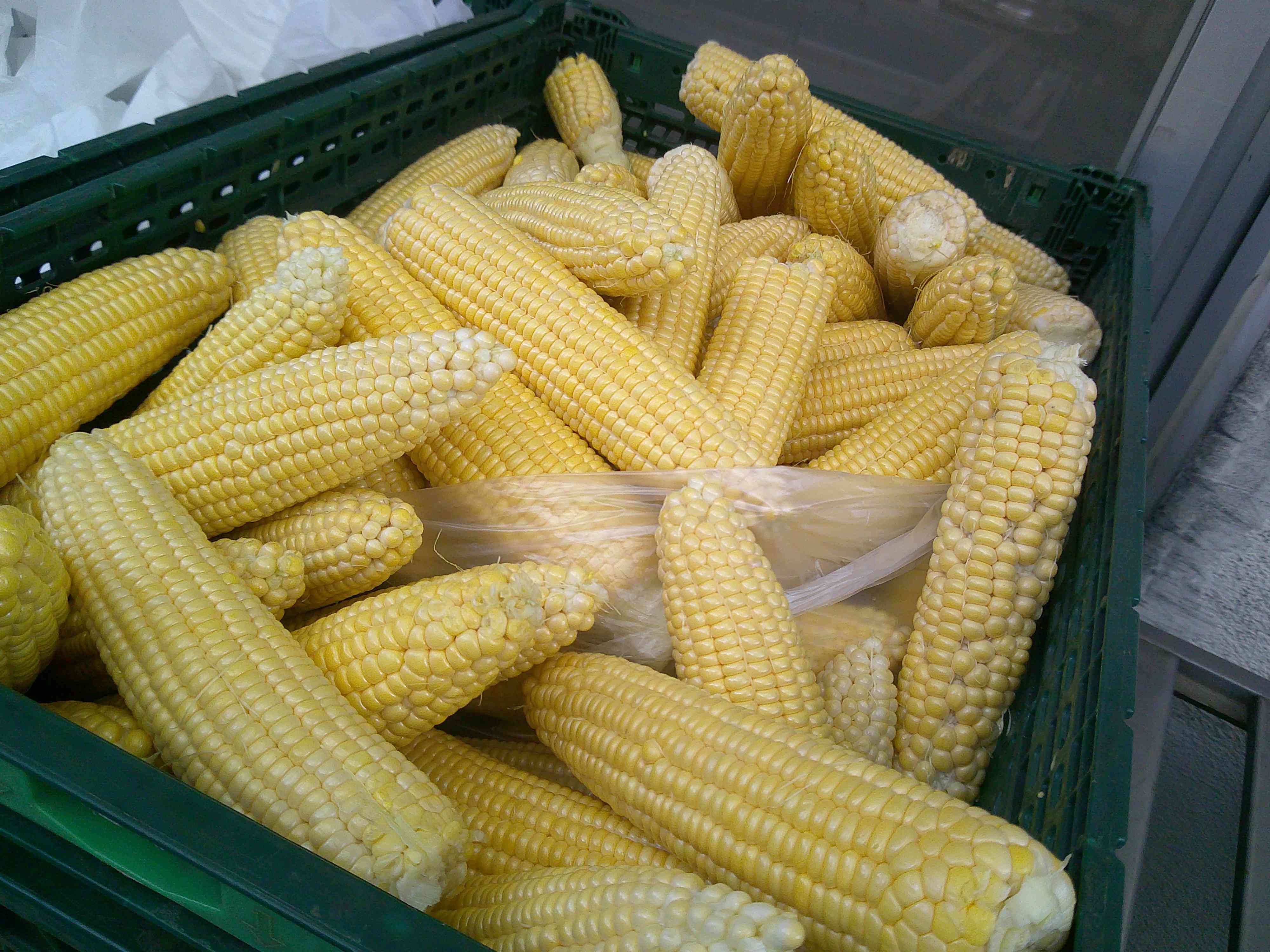 DSCF0005